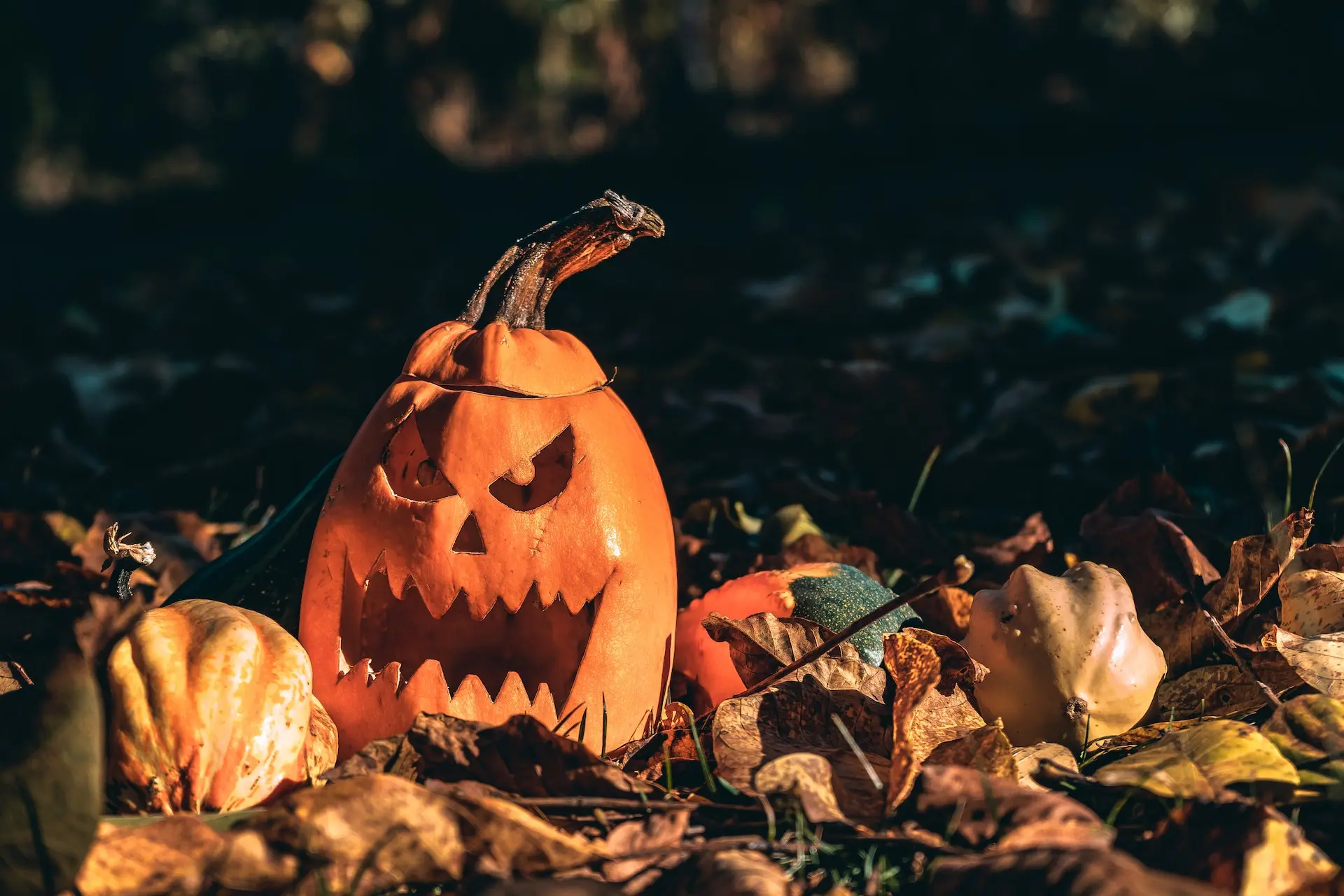 Halloween Verkaufsgeschäft -Halloween Verkaufsgeschäft pexels vlad chetan 3051523